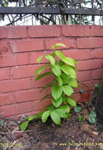 small rangoon creeper with green leaves pictures