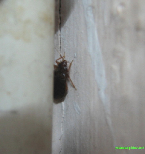 Bed_Bug_Egg_Sacks http://www.bedbugrelief.com/how-to-treat-bed-bugs ...