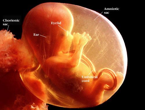 ultrasound baby pregnancy 16 sixteen weeks